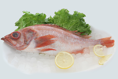 紅魚(yú)